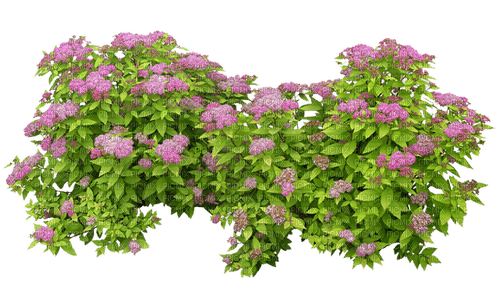 flores  dubravka4 - бесплатно png
