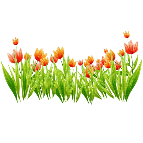 tulips Bb2 - nemokama png