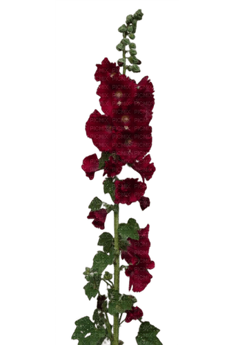 rose trémière (de mon jardin). PB - darmowe png