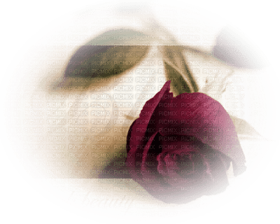 rose rouge.Cheyenne63 - ücretsiz png