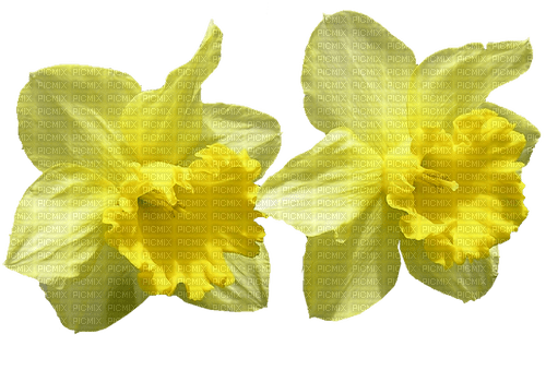 Frühling, Blumen - ingyenes png