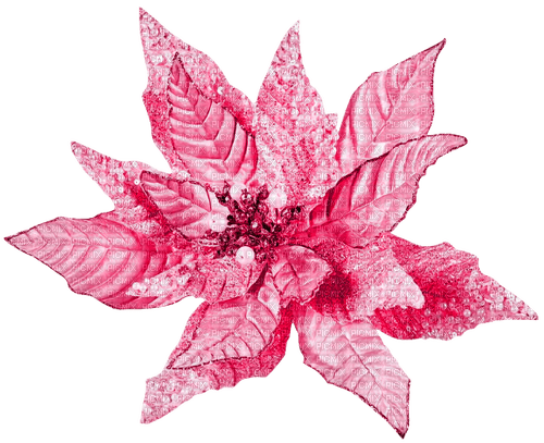 Christmas.Winter.Flower.Pink - 免费PNG