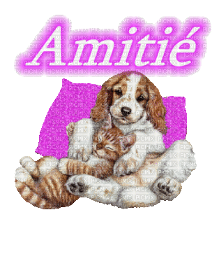 amitier chien et chat - Free animated GIF