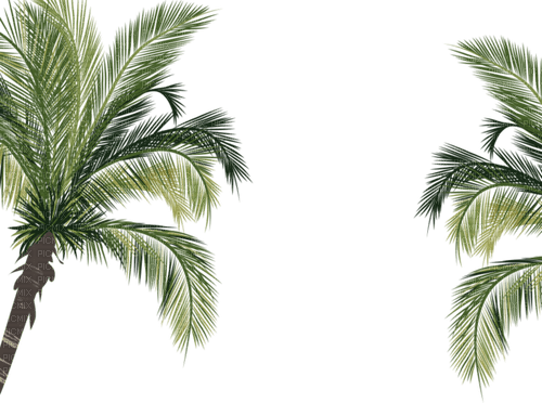 loly33 palmier - png grátis