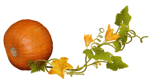 Pumpkin - Bogusia - фрее пнг