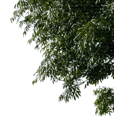 branch katrin - png grátis