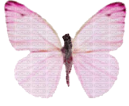 My Favorite Butterfly that I don't know how to get it to fly - безплатен png