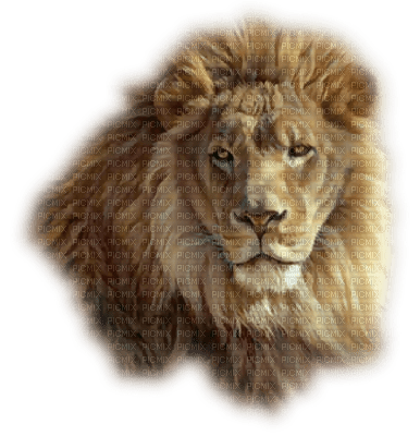 lion ( - PNG gratuit