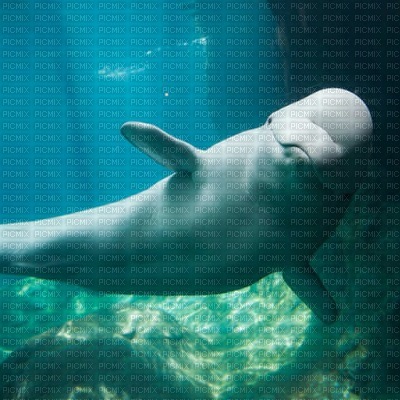 Beluga Whale - бесплатно png