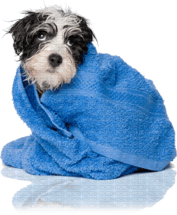 Dog Chien Bath - ingyenes png