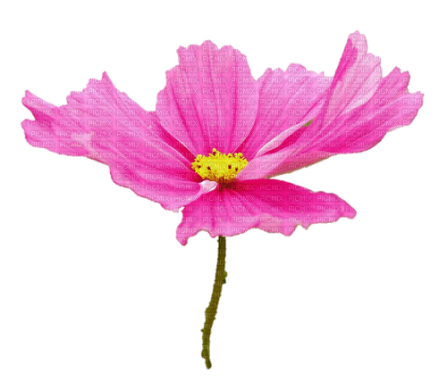 Cosmea - Free PNG