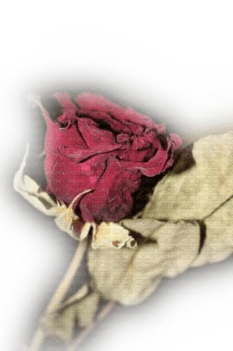 Verwelkte Rose, rot - darmowe png