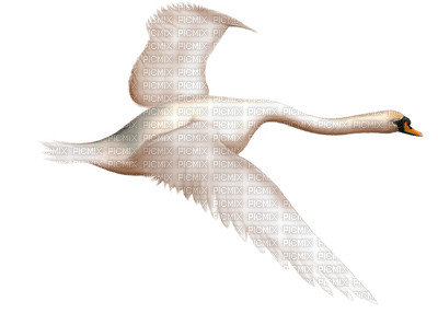 cisne - Free PNG