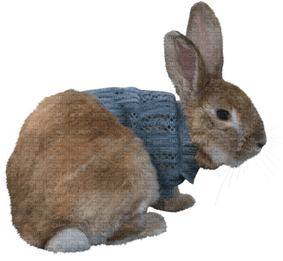Rabbit.Lapin.Bunny.Conejo.Victoriabea - Free PNG