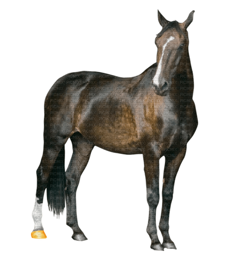 häst---horse - бесплатно png