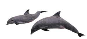 Kaz_Creations Dolphins - darmowe png