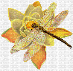 dragonfly - Ingyenes animált GIF
