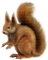 Squirrell-RM - Free PNG