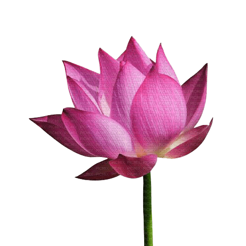 Lotus - gratis png