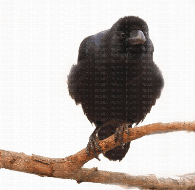Ravens - besplatni png