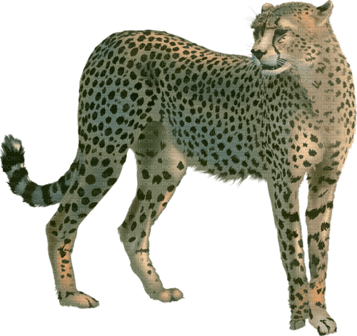 léopard - Free PNG