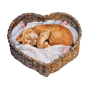 cat  basket chat panier - 無料png