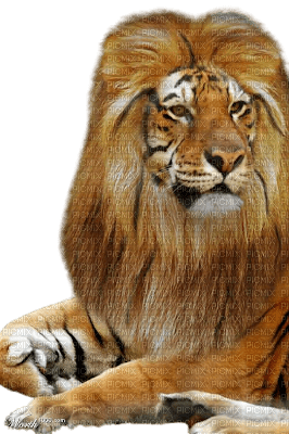 Lion - 免费PNG
