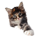 cat gif - Ücretsiz animasyonlu GIF