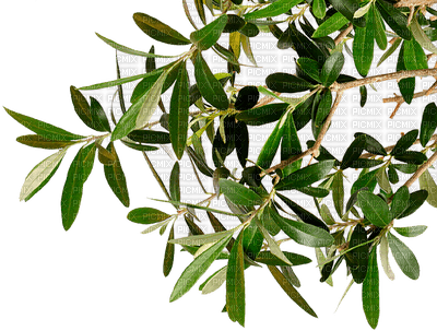 olive tree - δωρεάν png