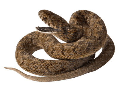 Kaz_Creations Snakes Snake - kostenlos png