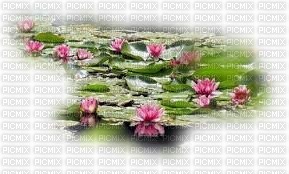 chantalmi fleur rose nénuphar - PNG gratuit