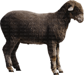 Kaz_Creations Sheep - kostenlos png