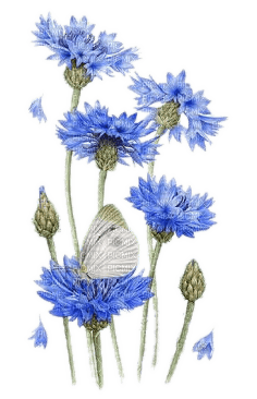 Blumen, Kornblumen, Schmetterling, Flowers - 無料png