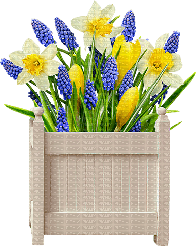 Flowers.Daffodils.Purple.White.Yellow - png ฟรี
