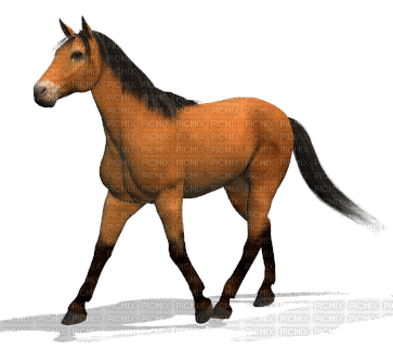 cheval - Animovaný GIF zadarmo