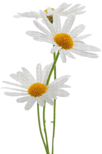 flowers milla1959 - Free PNG
