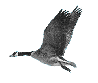 duck flying gif carnard - Ücretsiz animasyonlu GIF