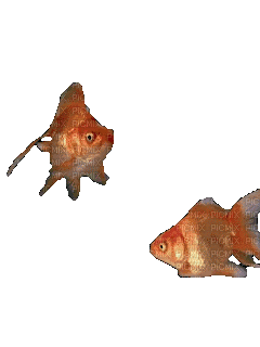 Рыба - Ingyenes animált GIF