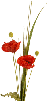 loly33 coquelicot - ilmainen png