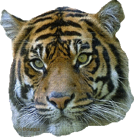 tiger katrin - Zdarma animovaný GIF