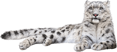 snow leopard bp - kostenlos png