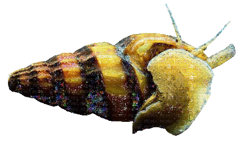 helena snail - Бесплатный анимированный гифка