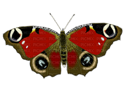 chantalmi papillon butterfly red rouge - GIF animate gratis