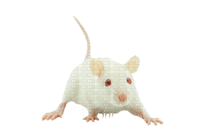 mouse katrin - besplatni png