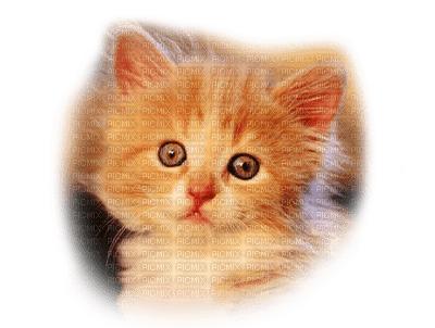 patymirabelle chat - δωρεάν png
