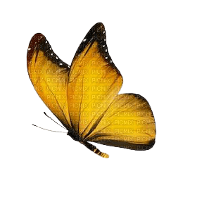 VanessaVallo _crea= yellow butterfly - nemokama png