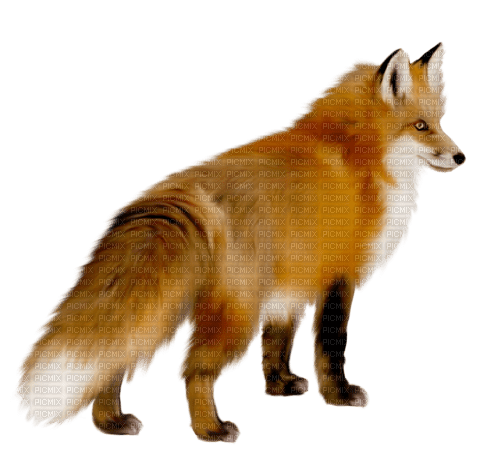 Vos 🦊 - 無料png