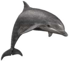 Kaz_Creations Dolphin - png gratis