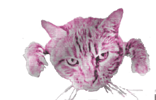 pink cat - PNG gratuit
