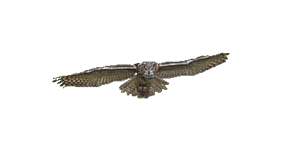owl - Bezmaksas animēts GIF
